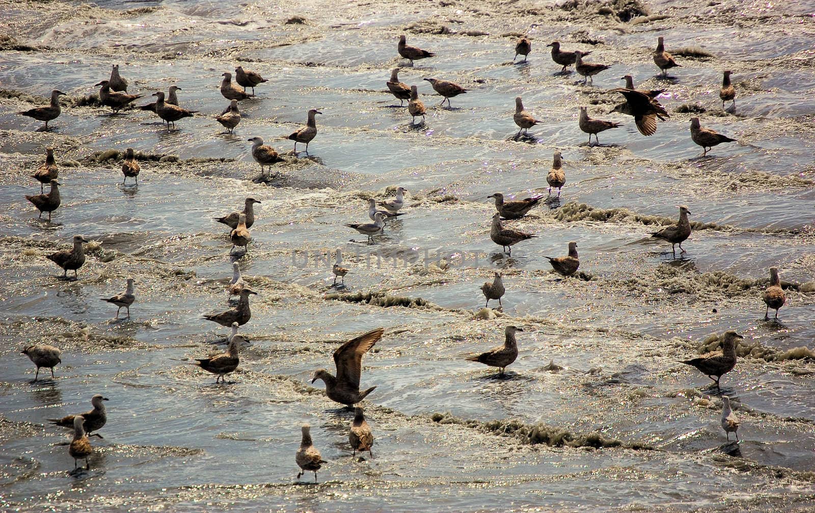 Beach bathing birds looking for lunch