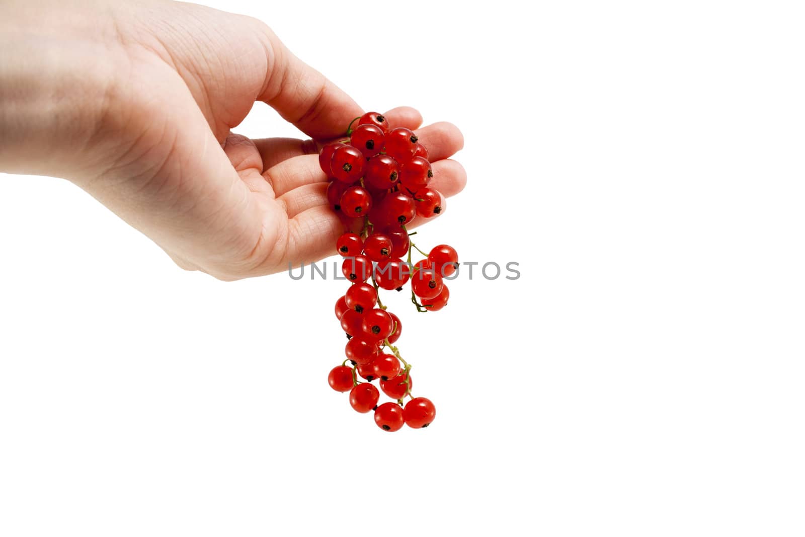Female hand with red currant berries by magraphics