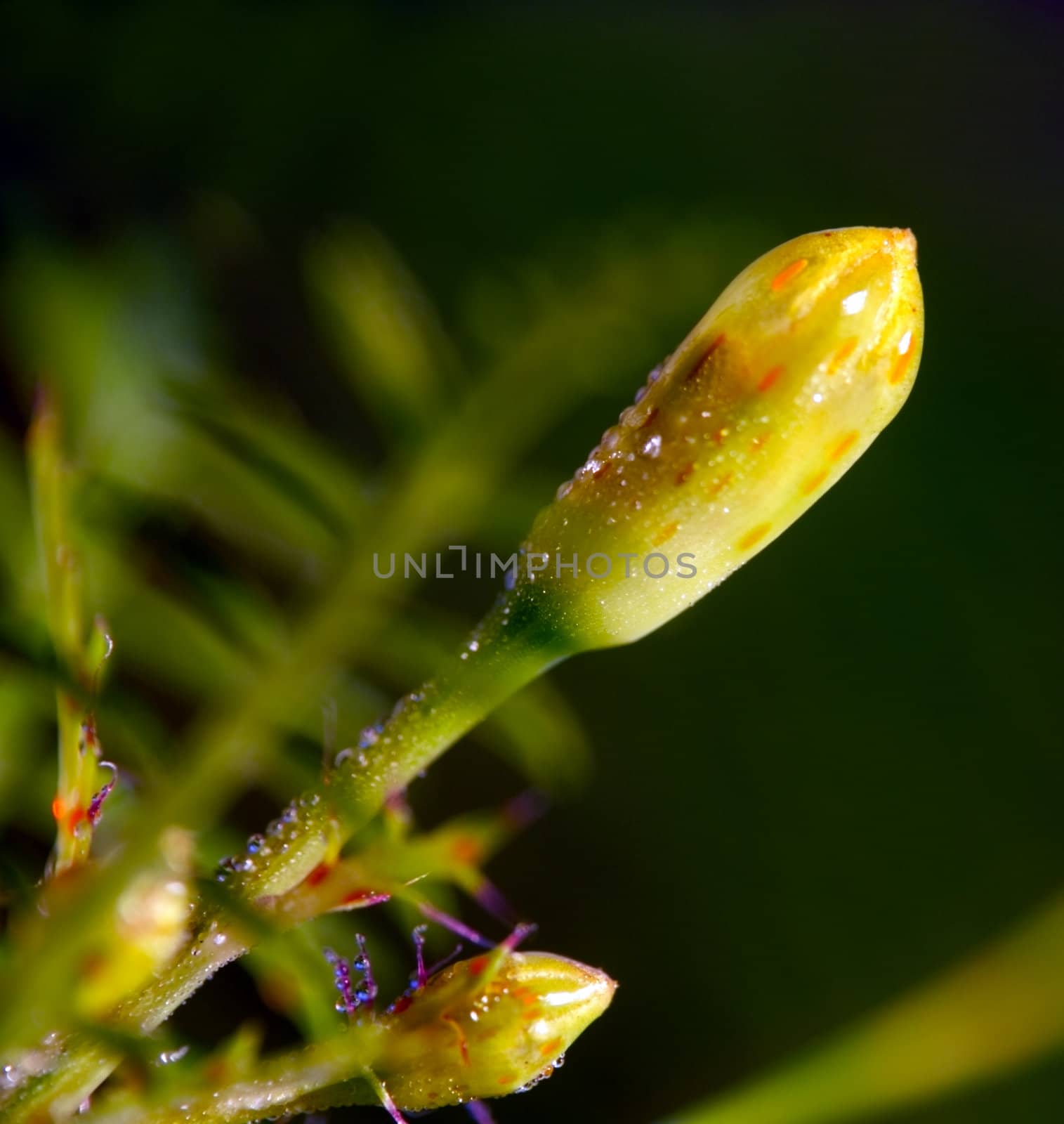 small flower bud with dew drops macro shot