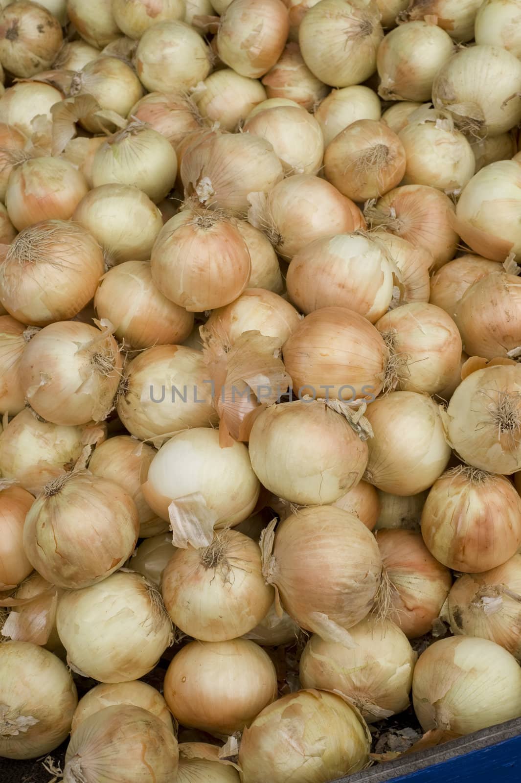 looking down at pile onions