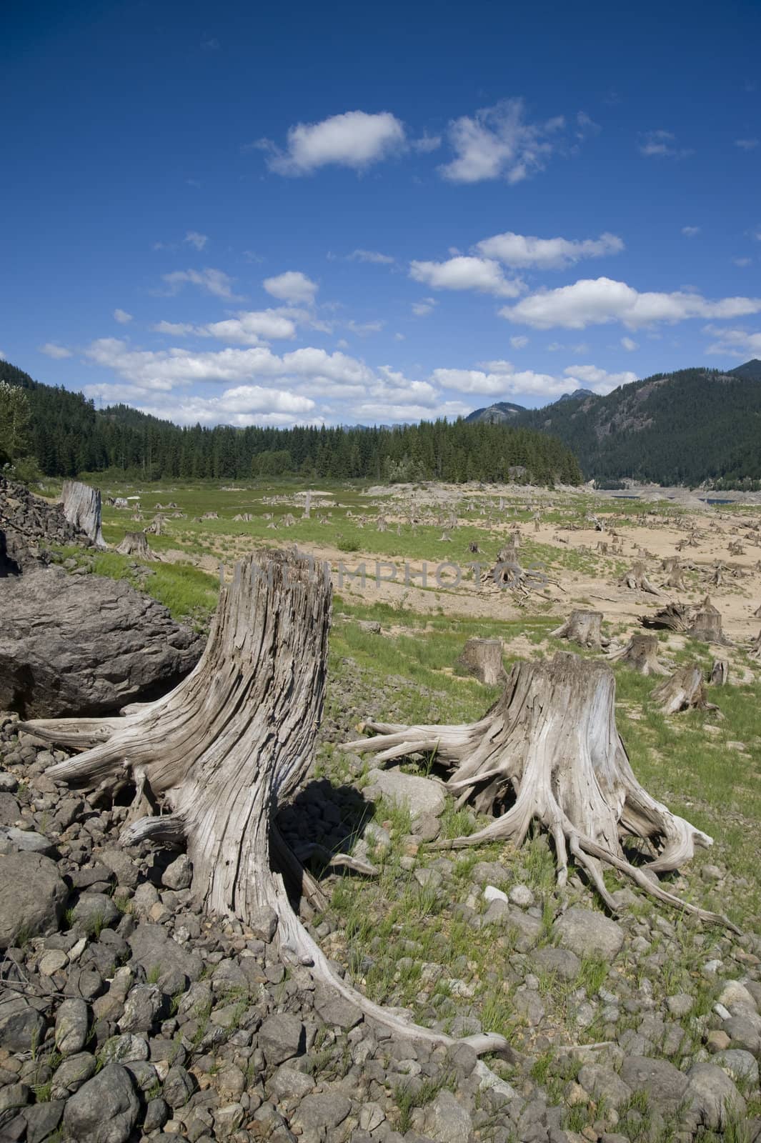 Clear cut forest area near Snoqualmie Pass, Washington State, US by rongreer