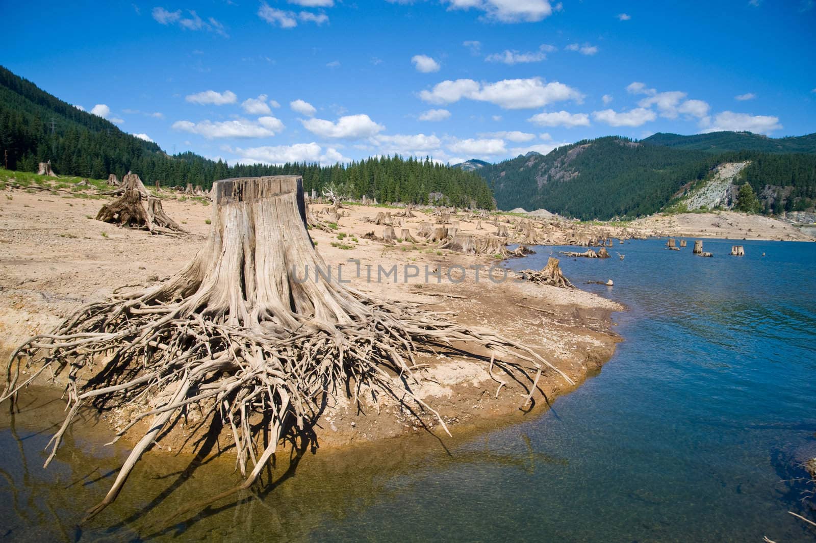 stump, lake, and green forest behind