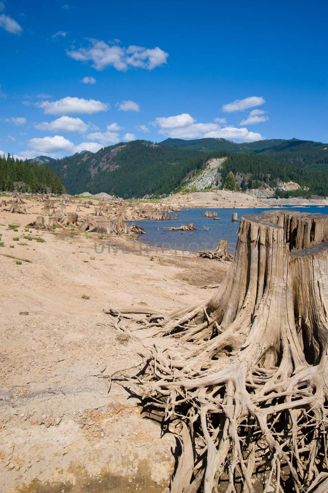 Clear cut forest area near Snoqualmie Pass, Washington State, US by rongreer