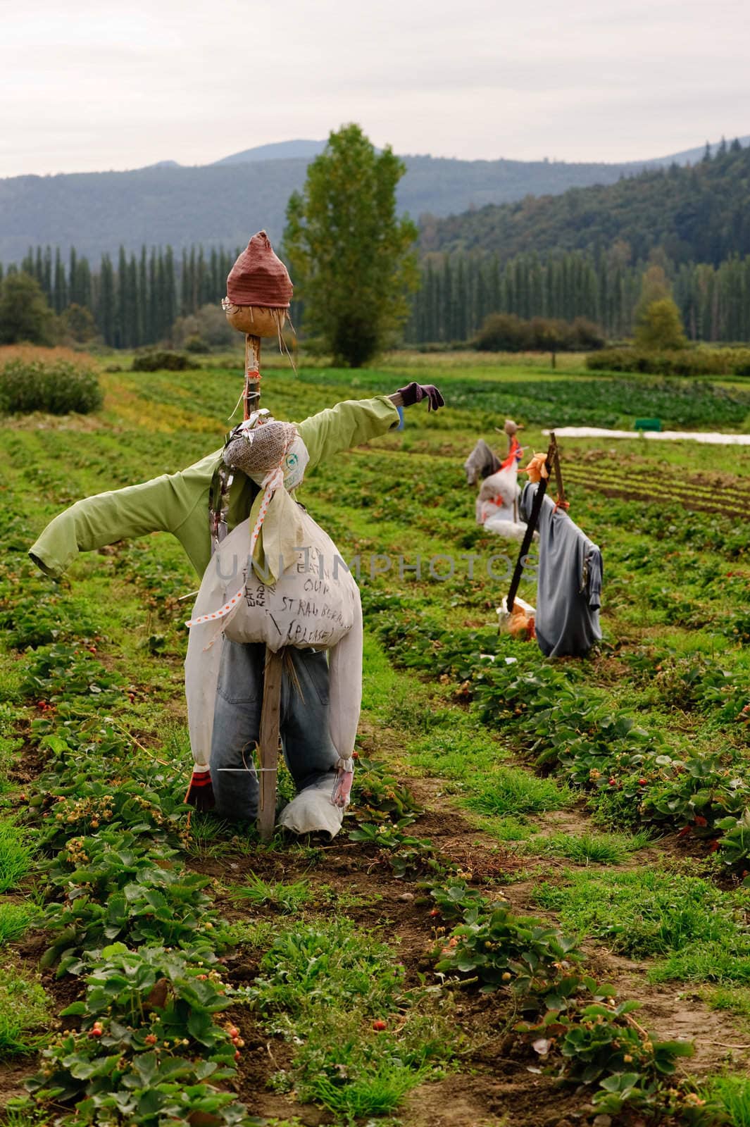 oganic strawberry field. Washington State by rongreer