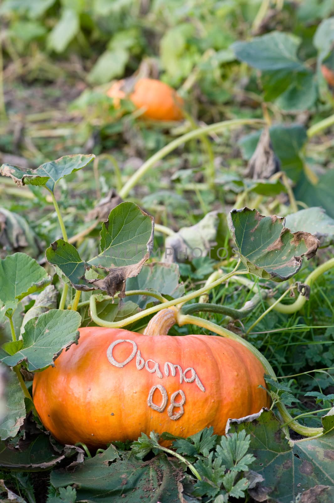 "Obama 08" grown into pumkin