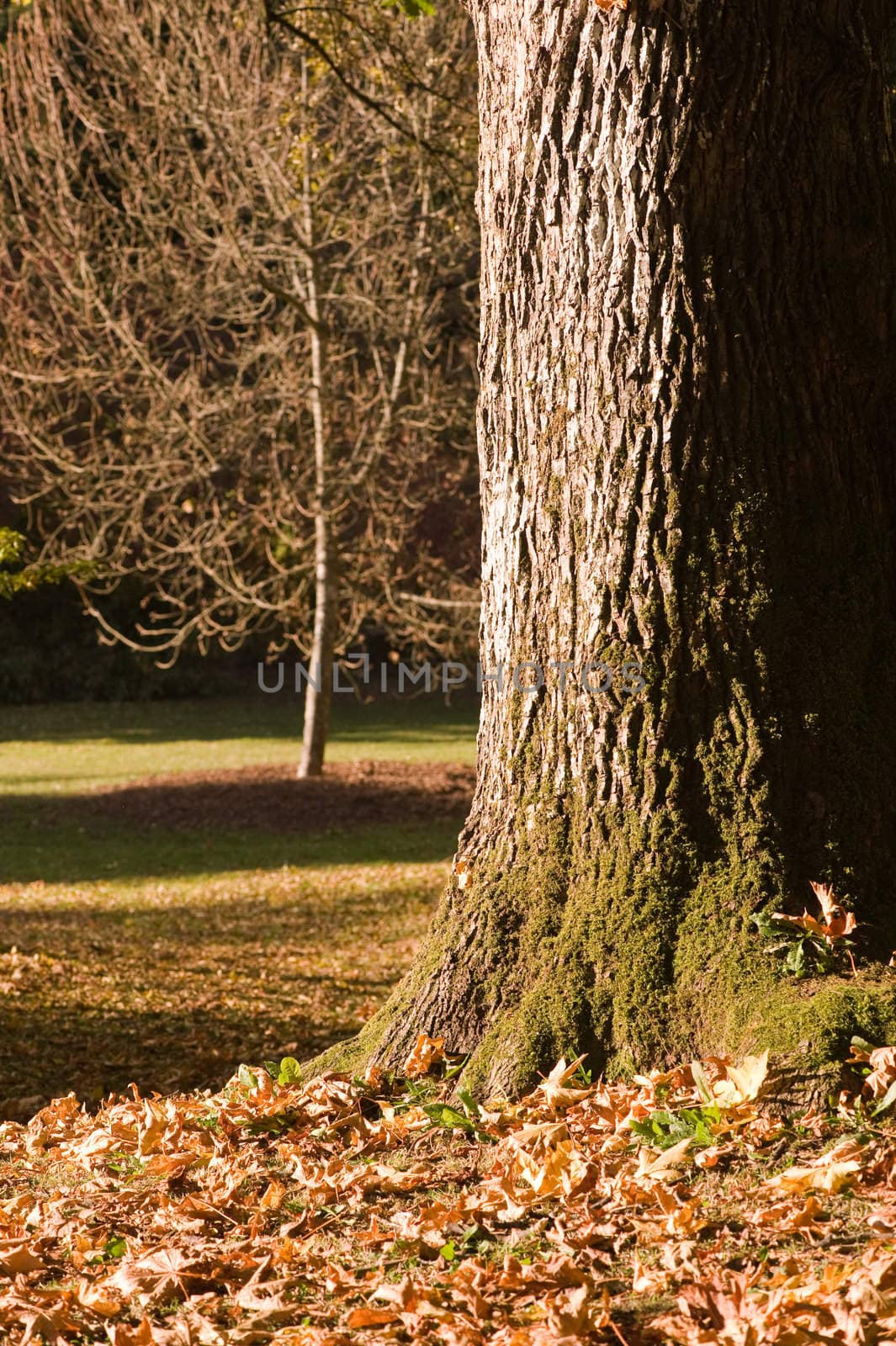 two trees in a forest by rongreer