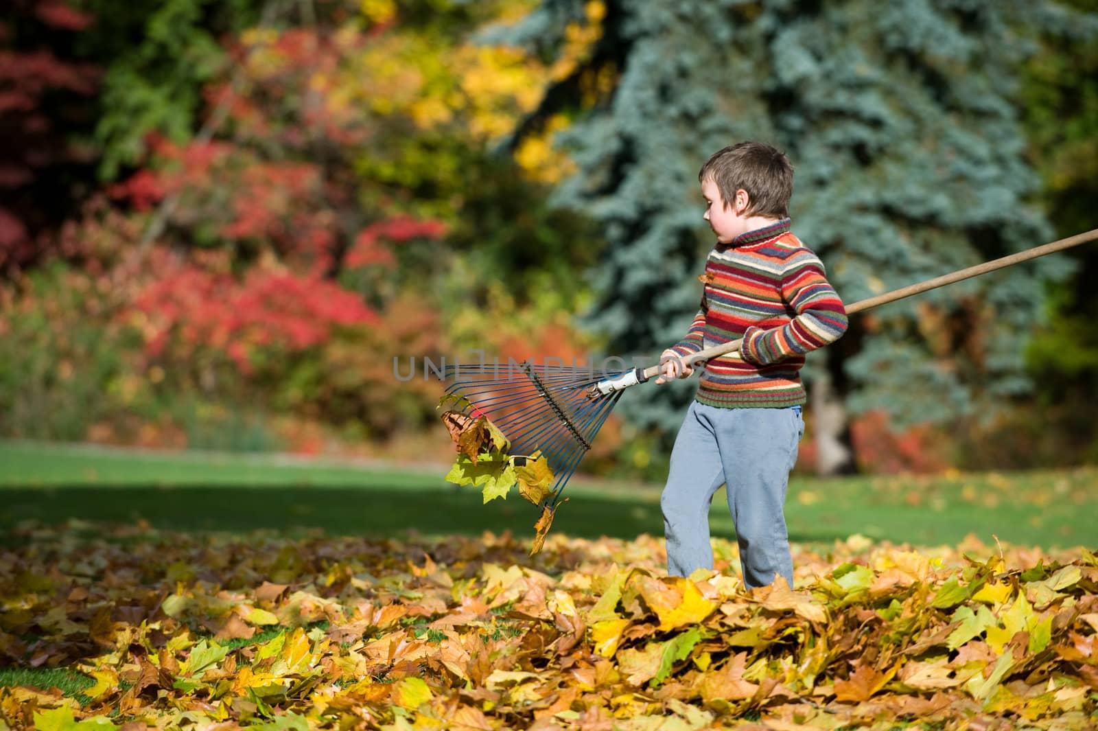 boy racking fallen leaves