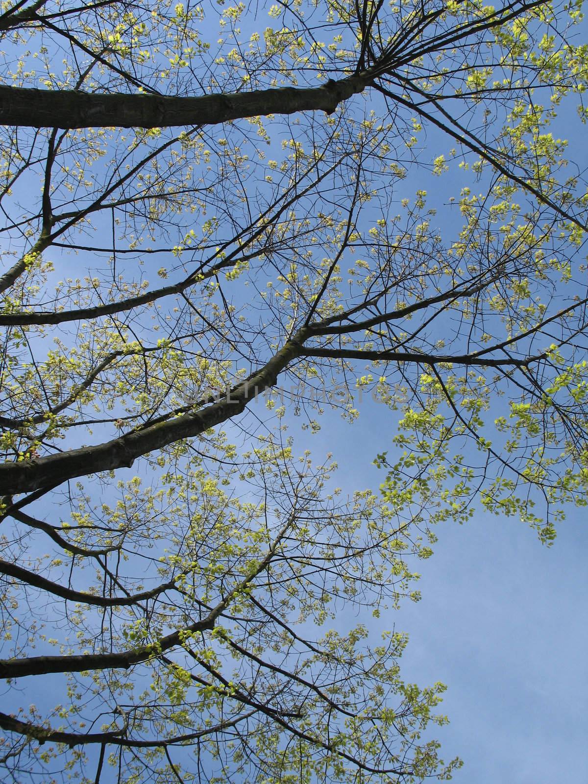 green tree against blue sky