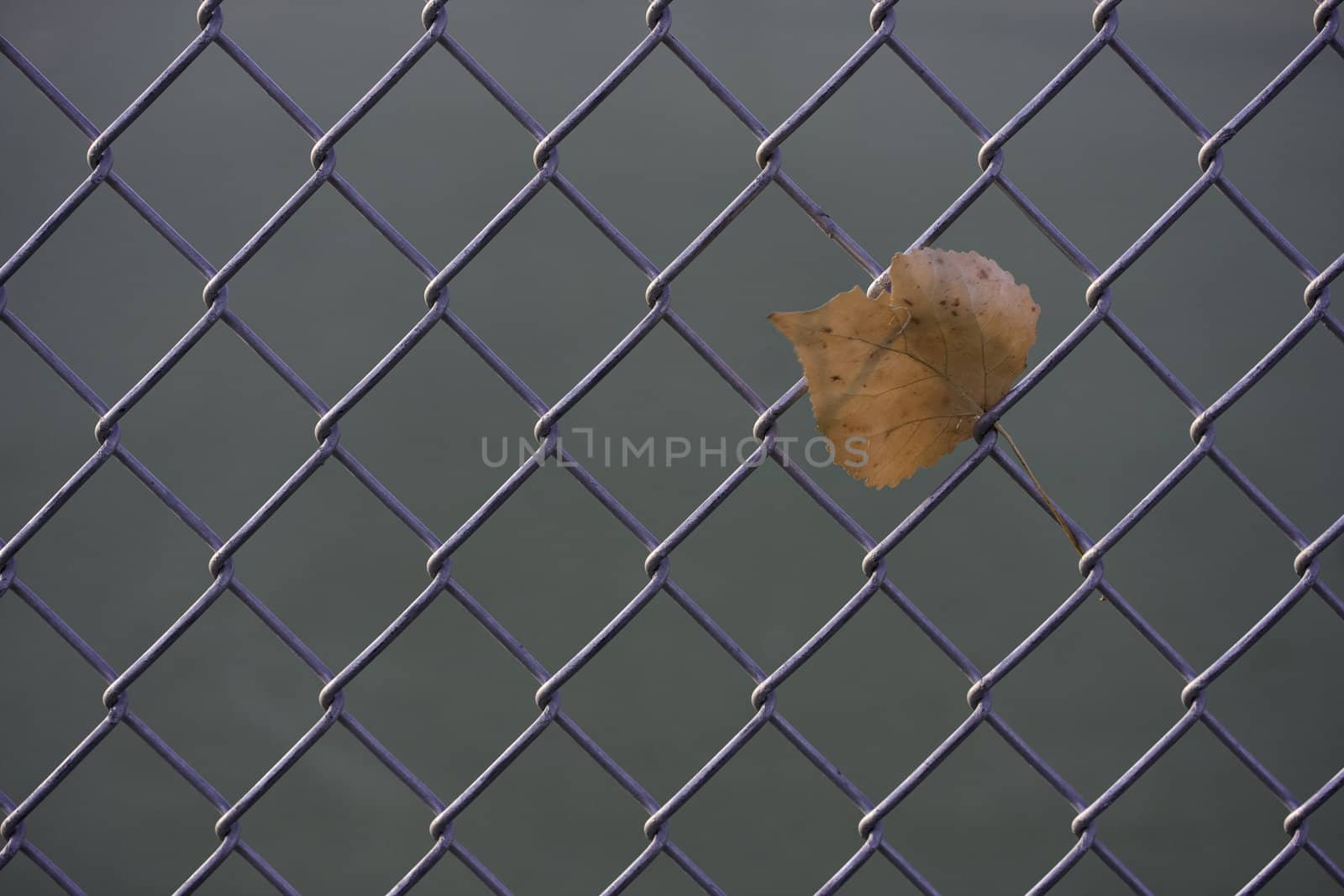 chainlink fence with a dry leaf against green background of tennis court