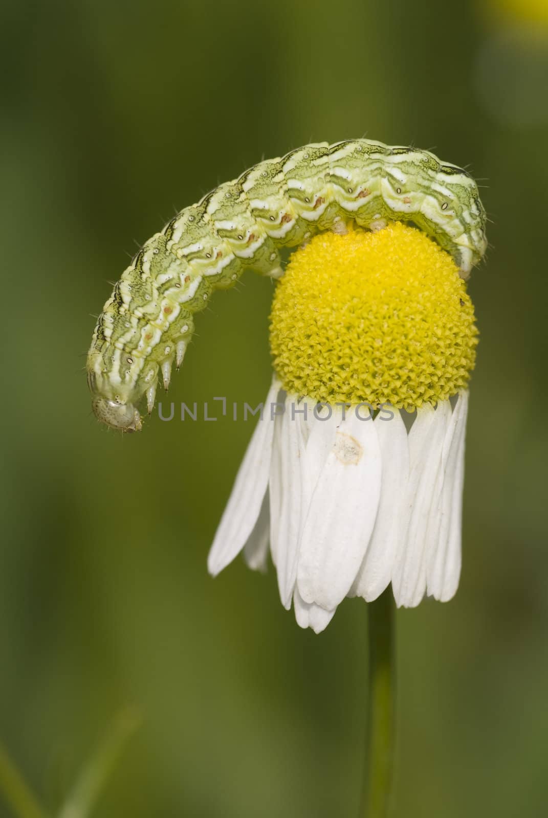 caterpillar green striped hangs on flower camomile