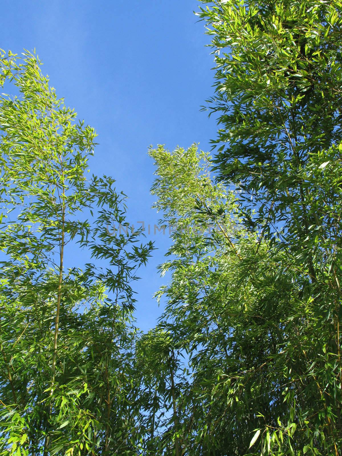 green tree against blue sky