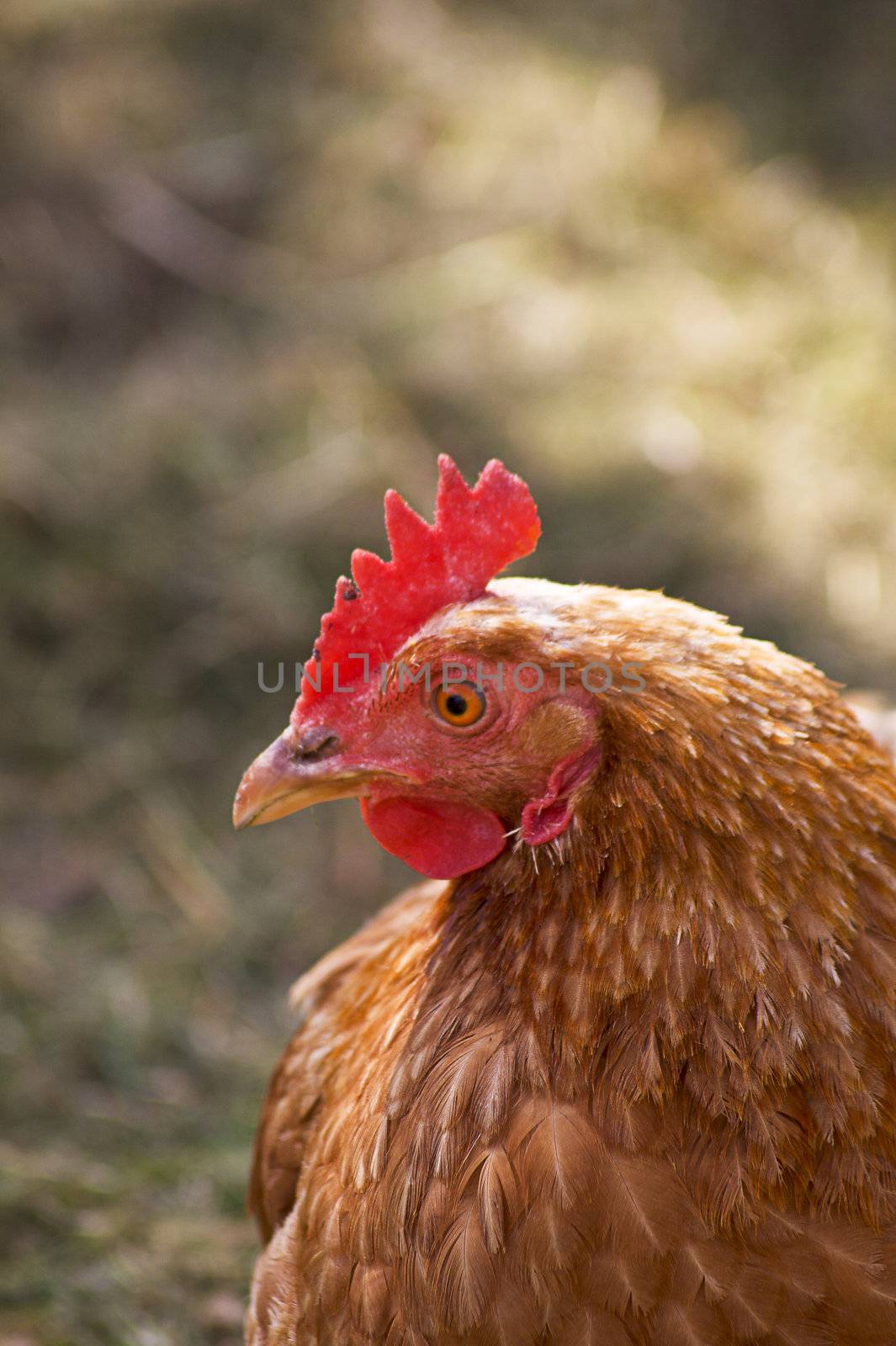 Close up of a single female brown feathered chicken.