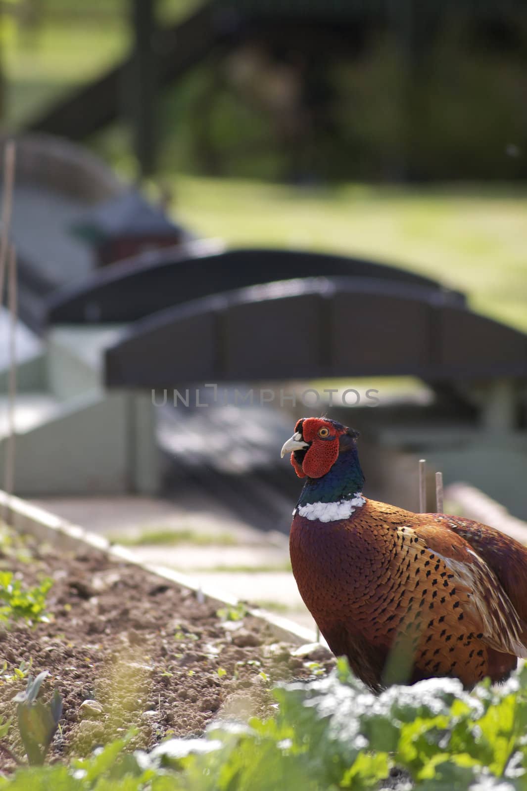 A cock pheasant in a rural countryside vegetable garden in Devon England. The phesant is running amongst freshly sprouting vegetable leafs.