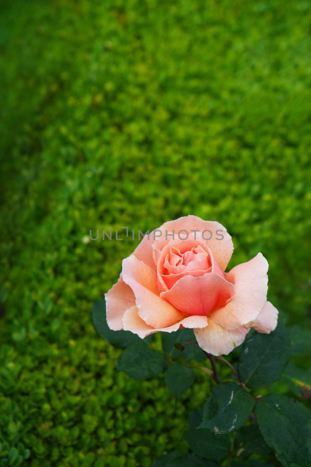 Peach colored Rose on soft focus green Hedge bush