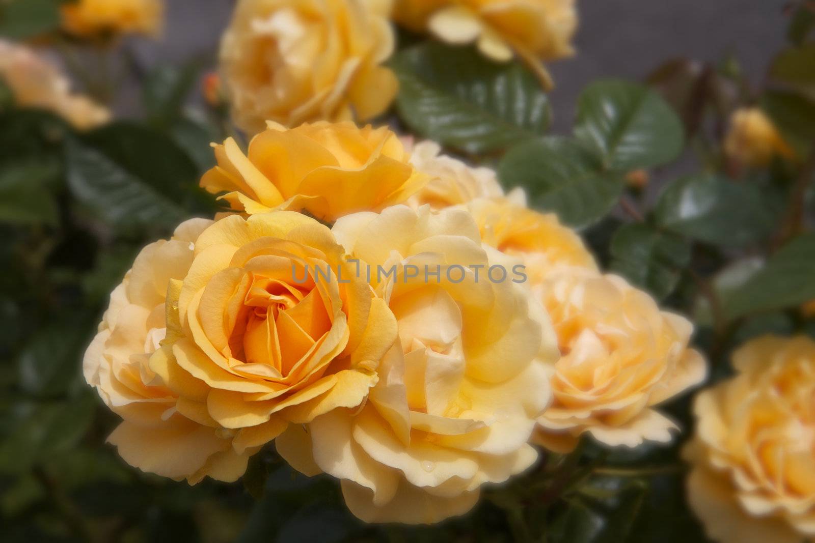 Groups of several yellow orange rose with soft focus background