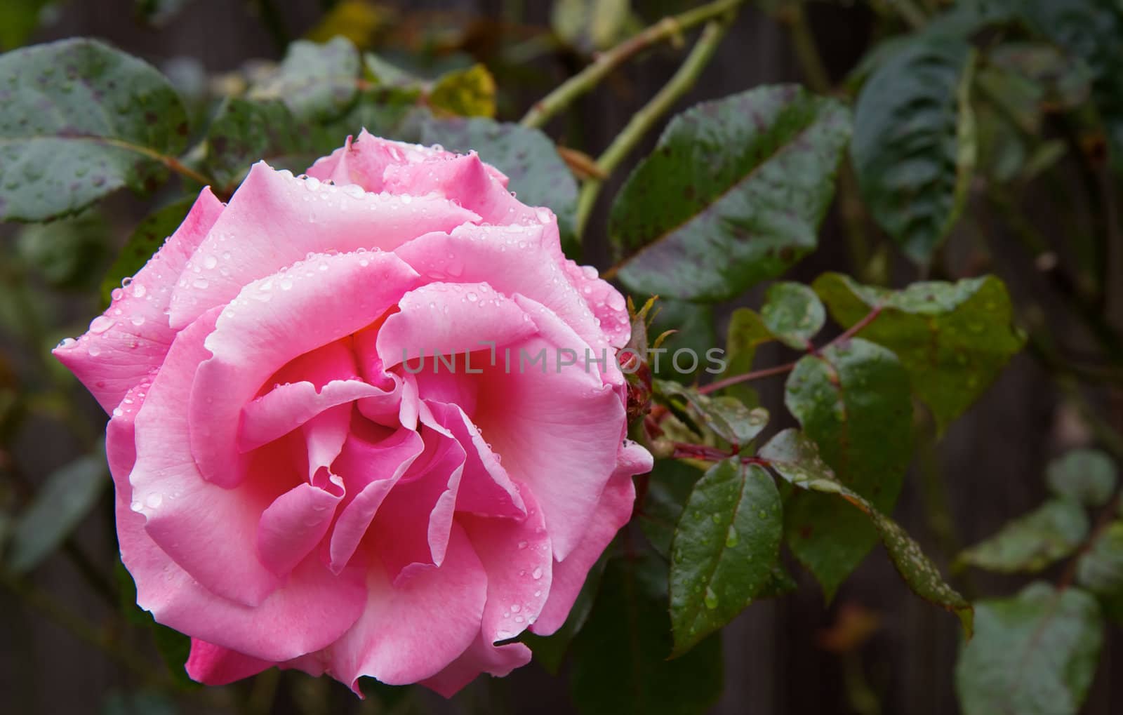 Wet Pink Rose by bobkeenan