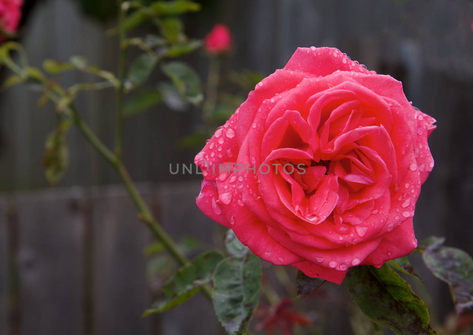 Wet Red Rose by bobkeenan
