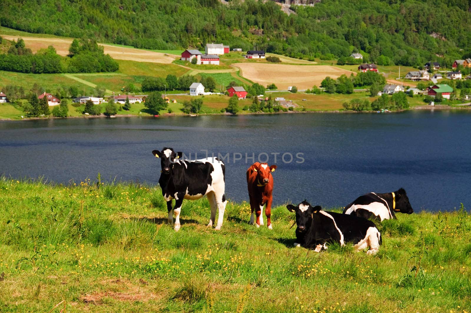 Cows in meadow, resting on a hill with a great view over a lake