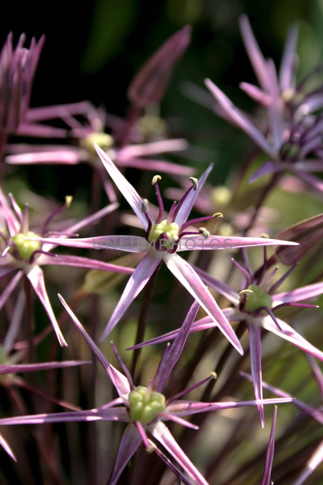 close-up big allium flower in blossom summer time