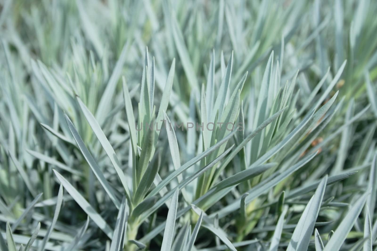 green-grey dianthus or firewitch sprouts as background