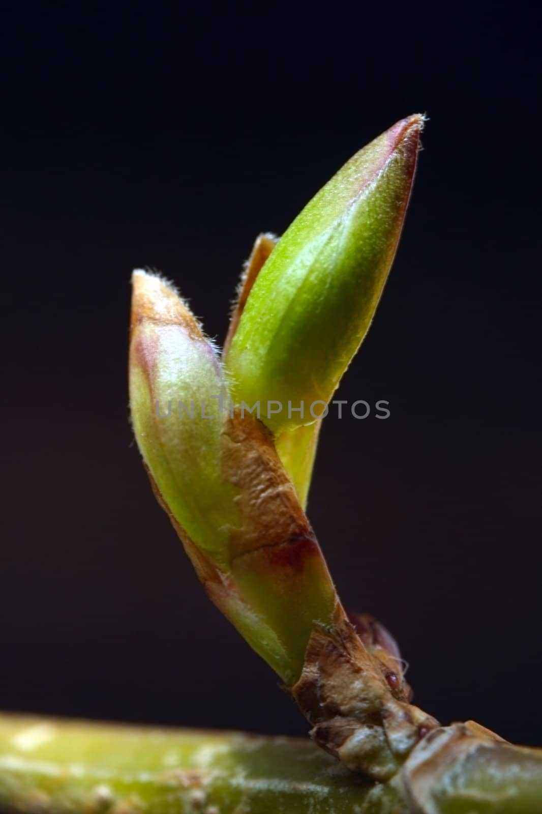 close-up leaf sprout on tree branch macro shot