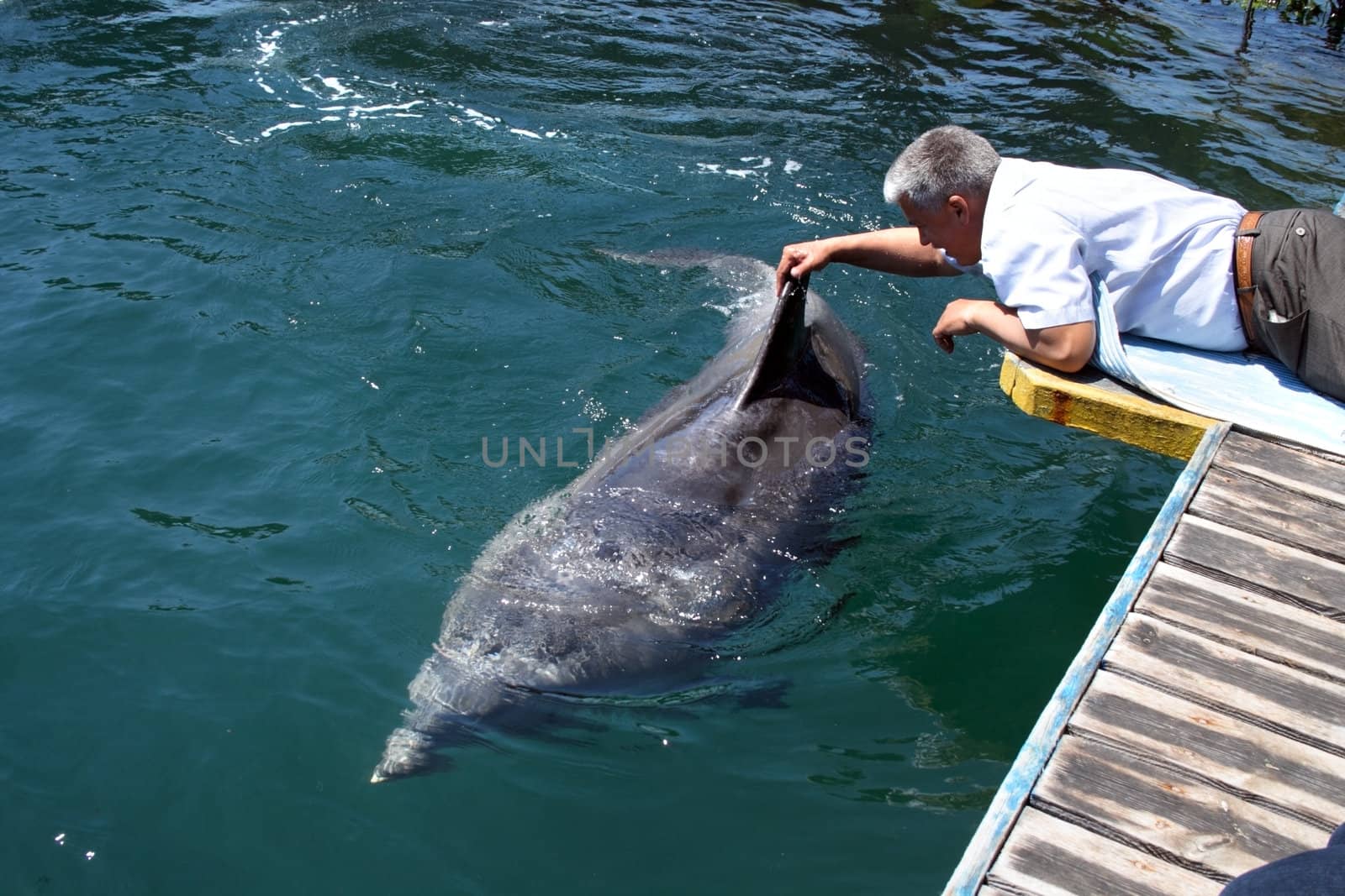 man strokes bottlenose dolphin in the water