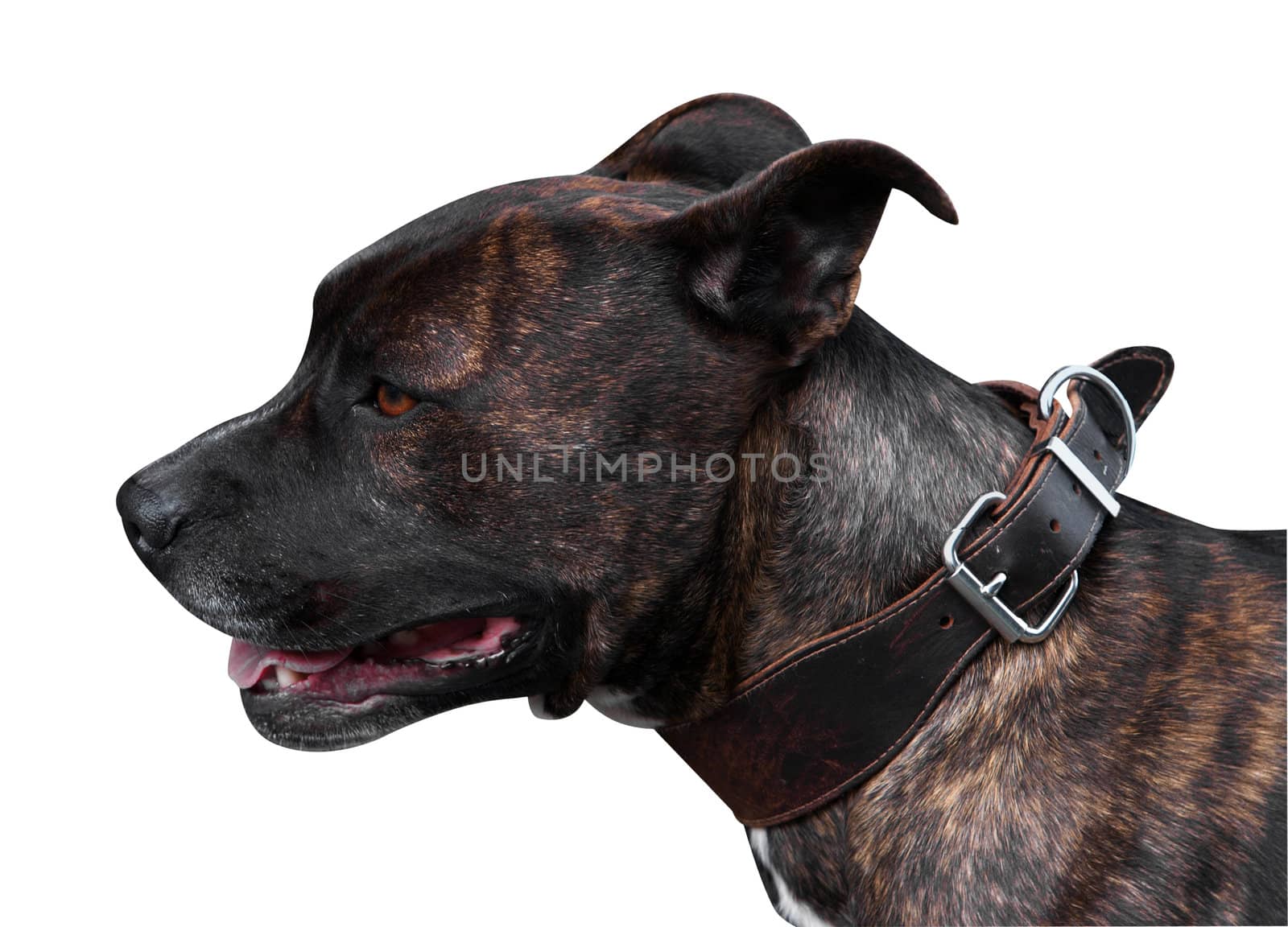 Brindle Pitbull Terrier isolated with clipping path