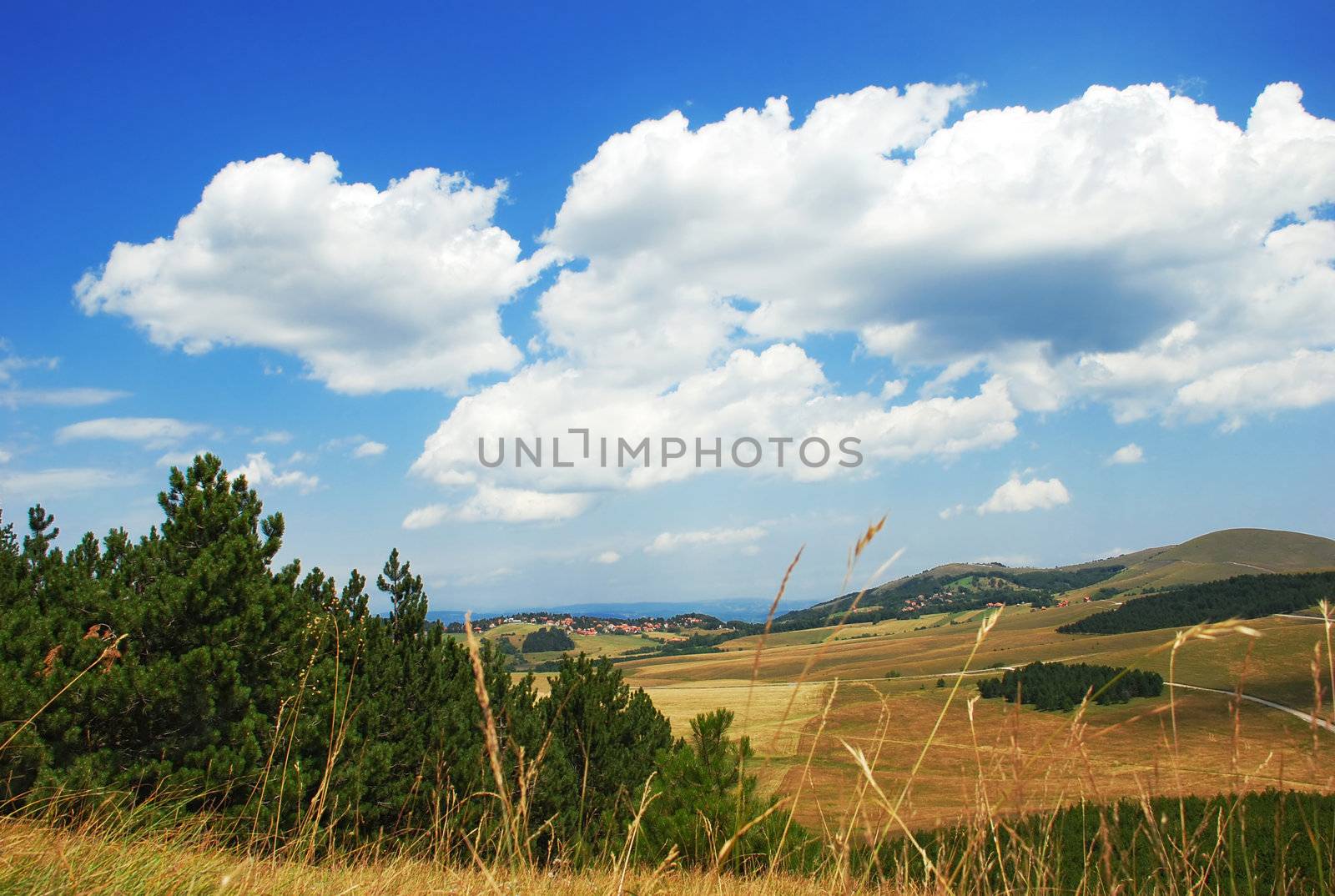 yellow meadows, green trees and blue sky with clouds