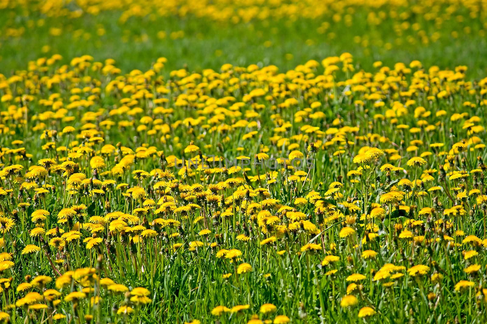 Flower background with yellow dandelions on a sunny spring day.