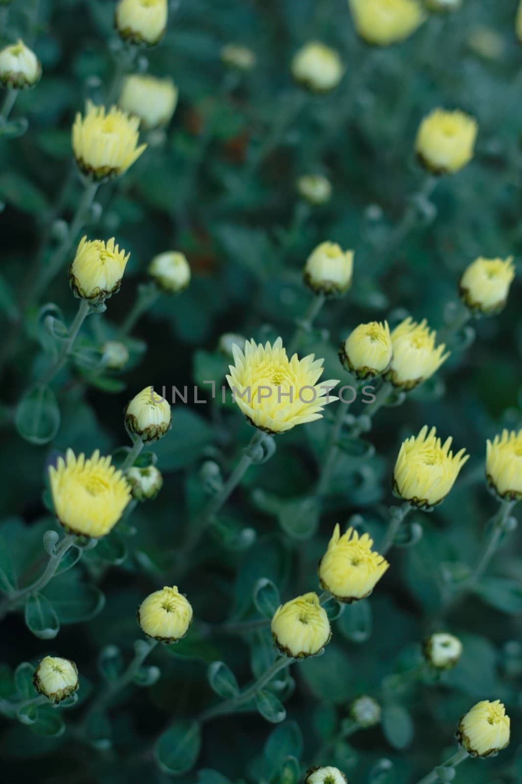 numerous of yellow chrysantemum buds as background