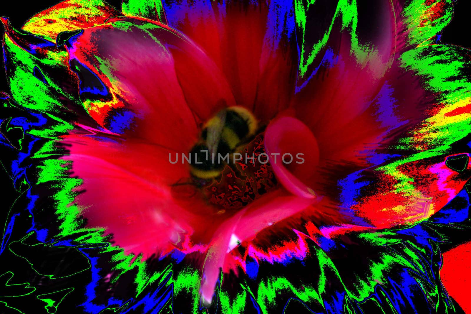 abstract colored dahlia with bumble-bee