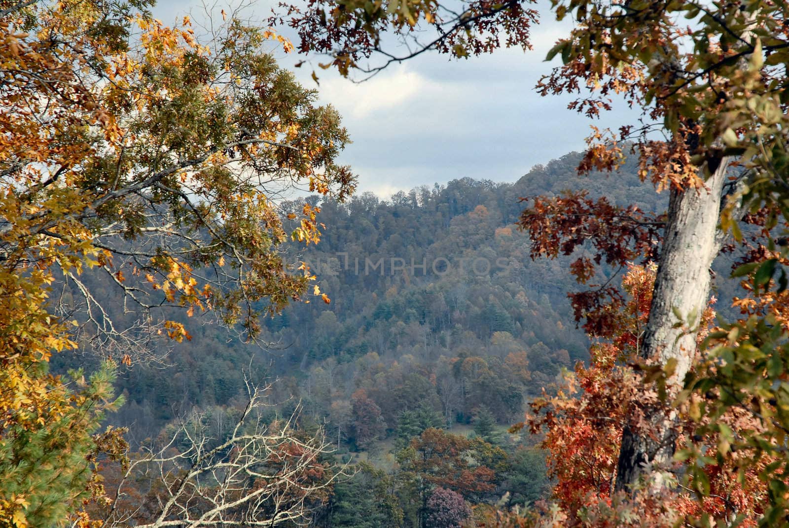 Through the trees - presentation background by RefocusPhoto