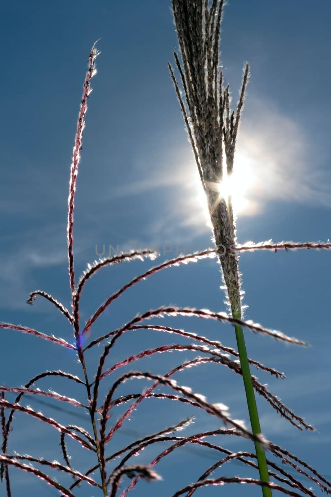 reed over blue sky and sun shine