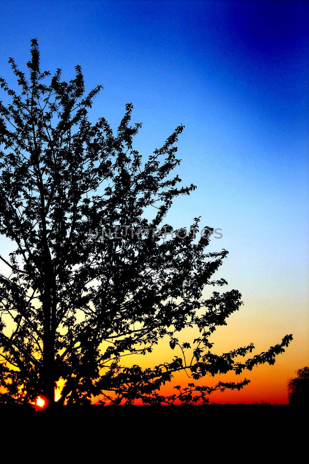 tree silhoutte in evening against sunset