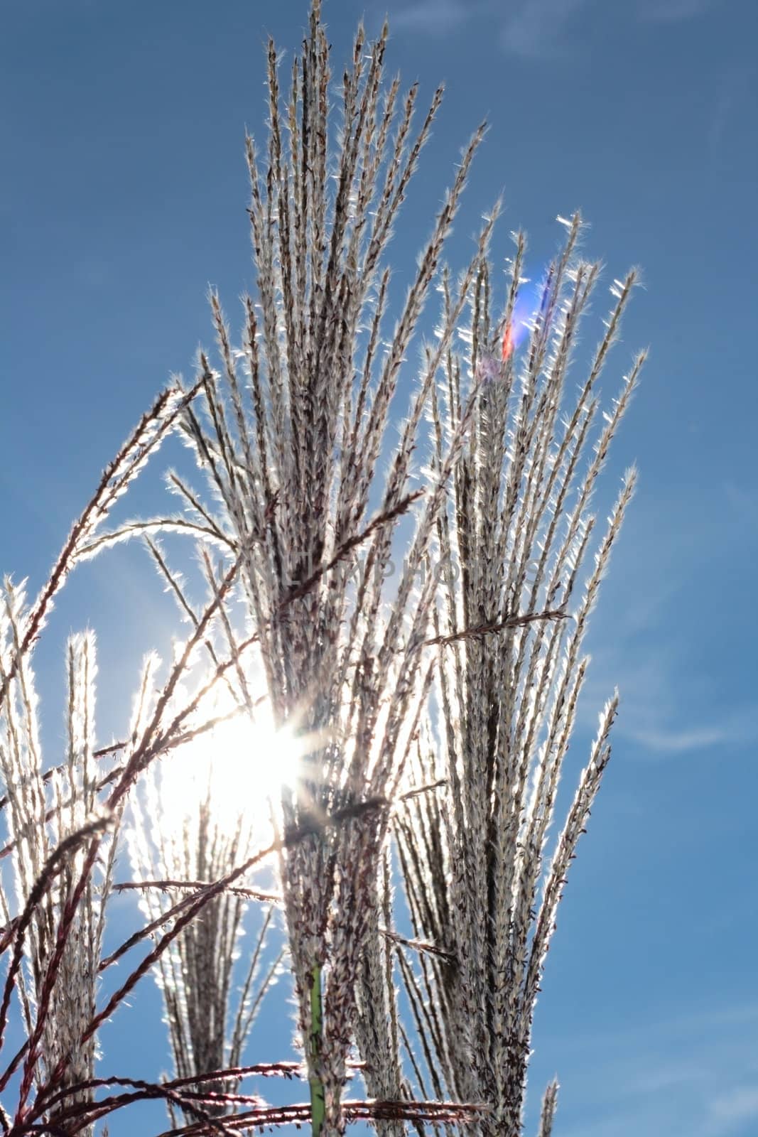 reed over blue sky and sun shine