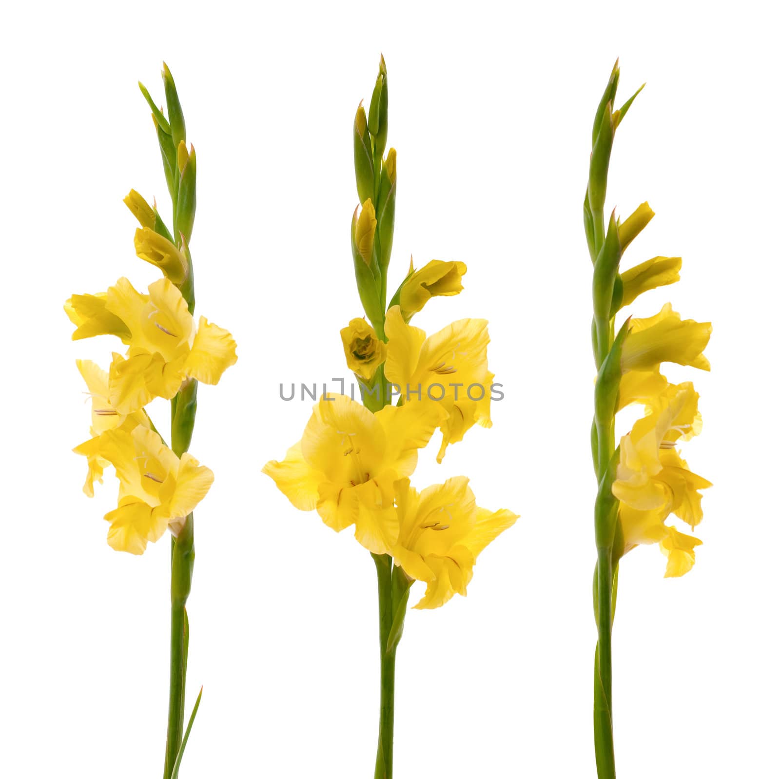 Yellow beautiful gladiolus isolated on white background.