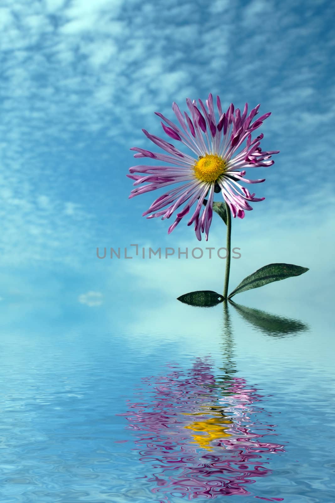 single chrysanthemum over cloudy sky in autumn flooding in water