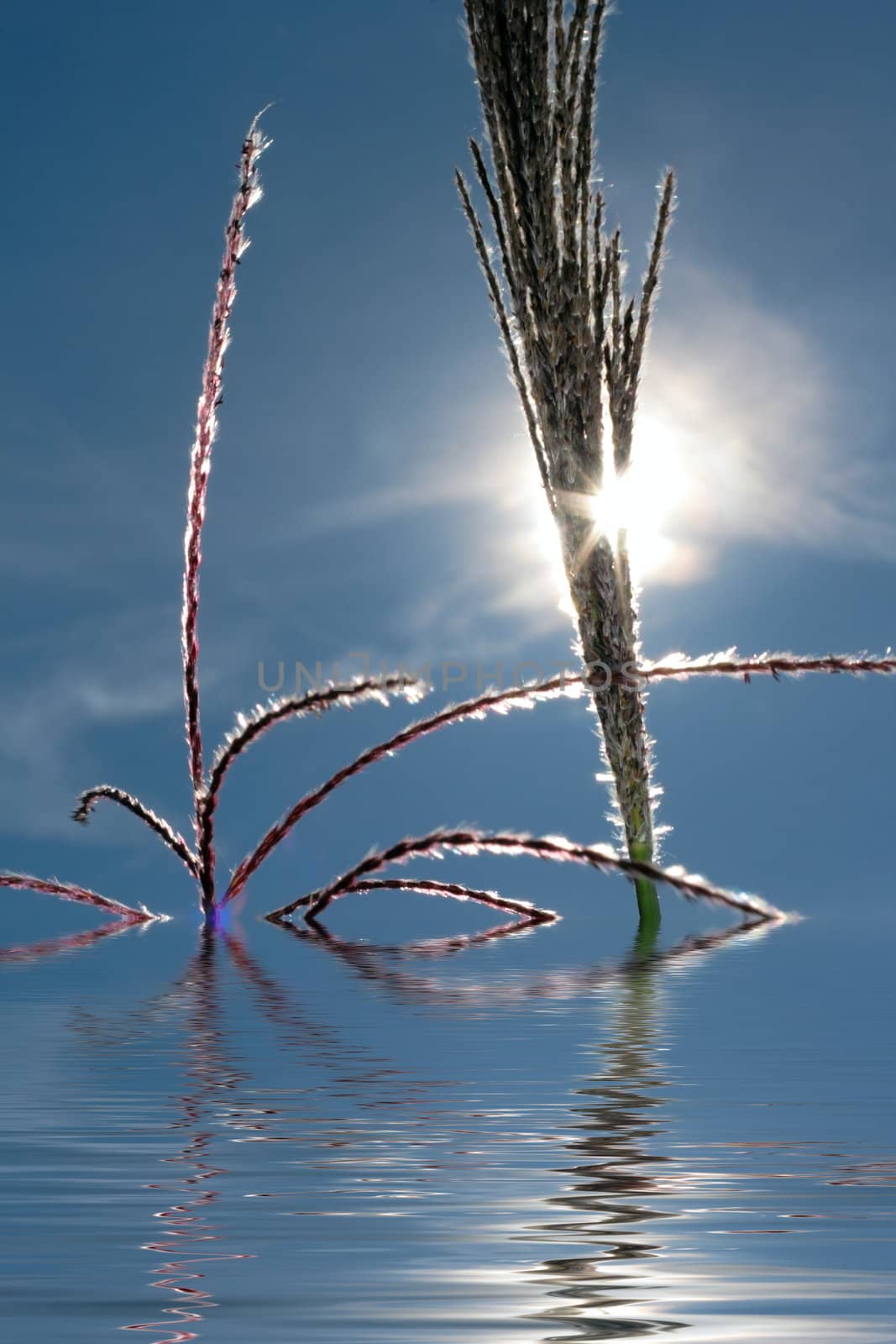 reed over blue sky and sun shine flood in water