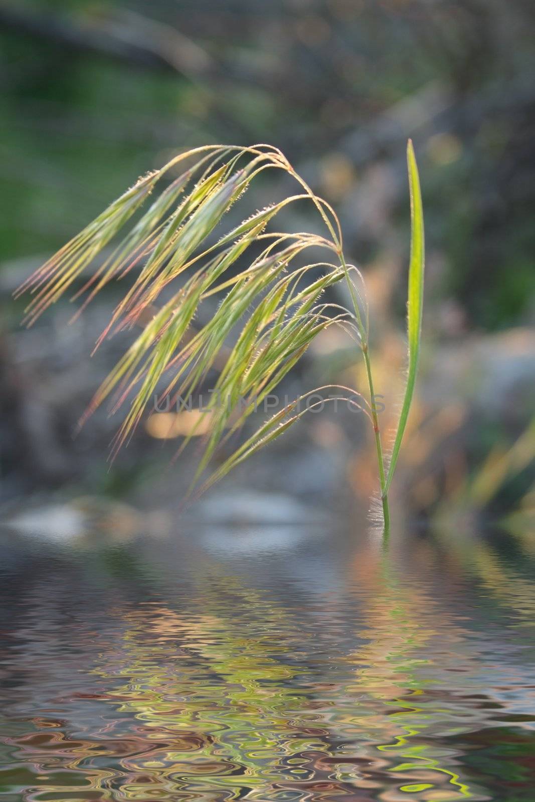 earn over water against sunset macro shot