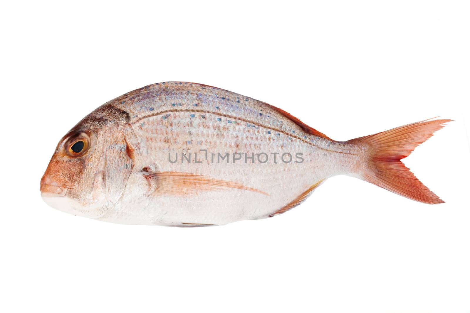 pink sea bream isolated on white background with clipping path