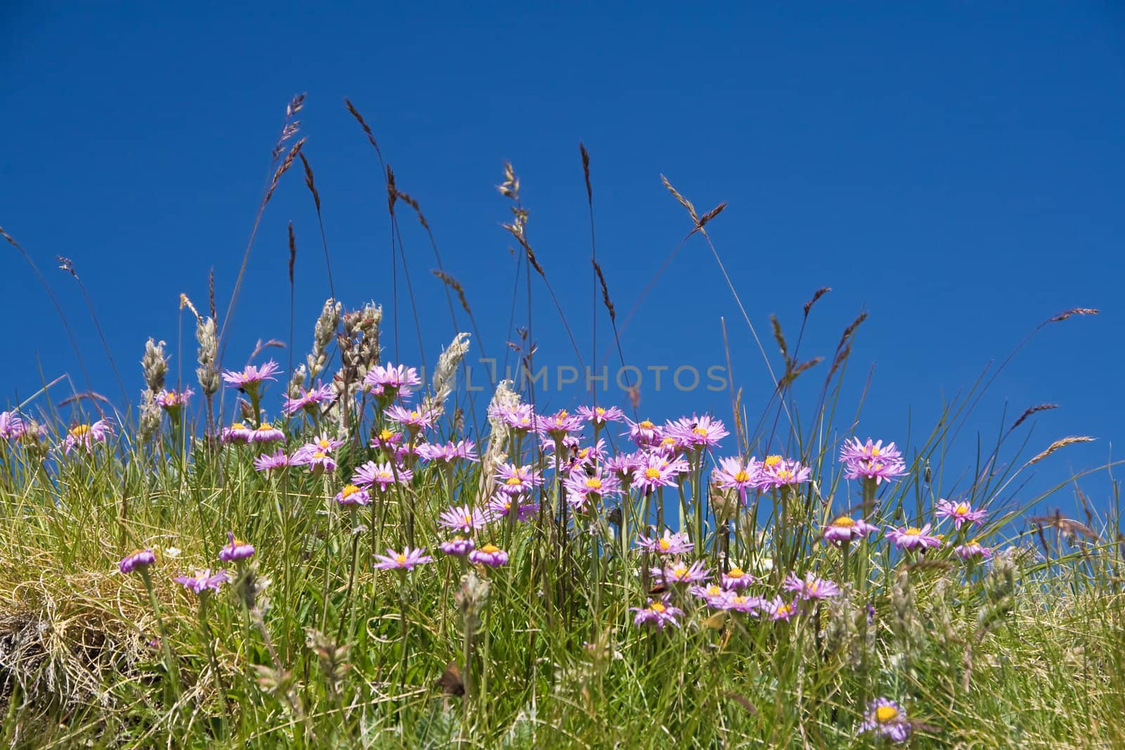 meadow on summer with Aster Alpinus flowers under a bright blue sky