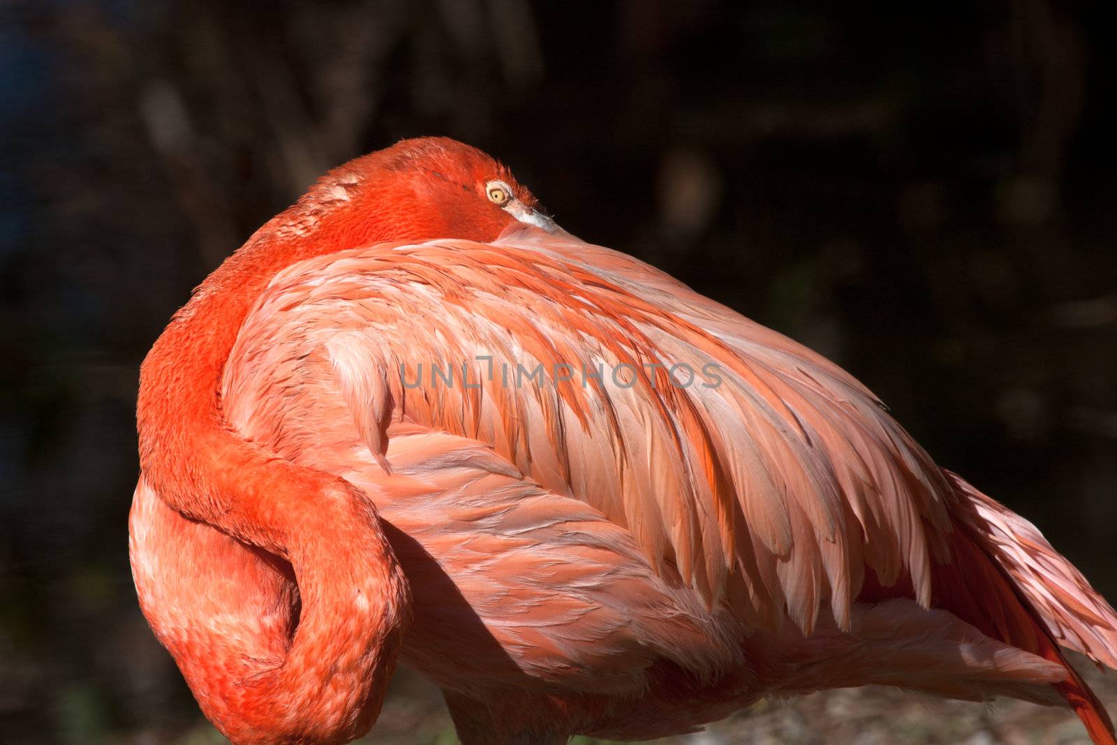 Close up on a sleeping flamingo