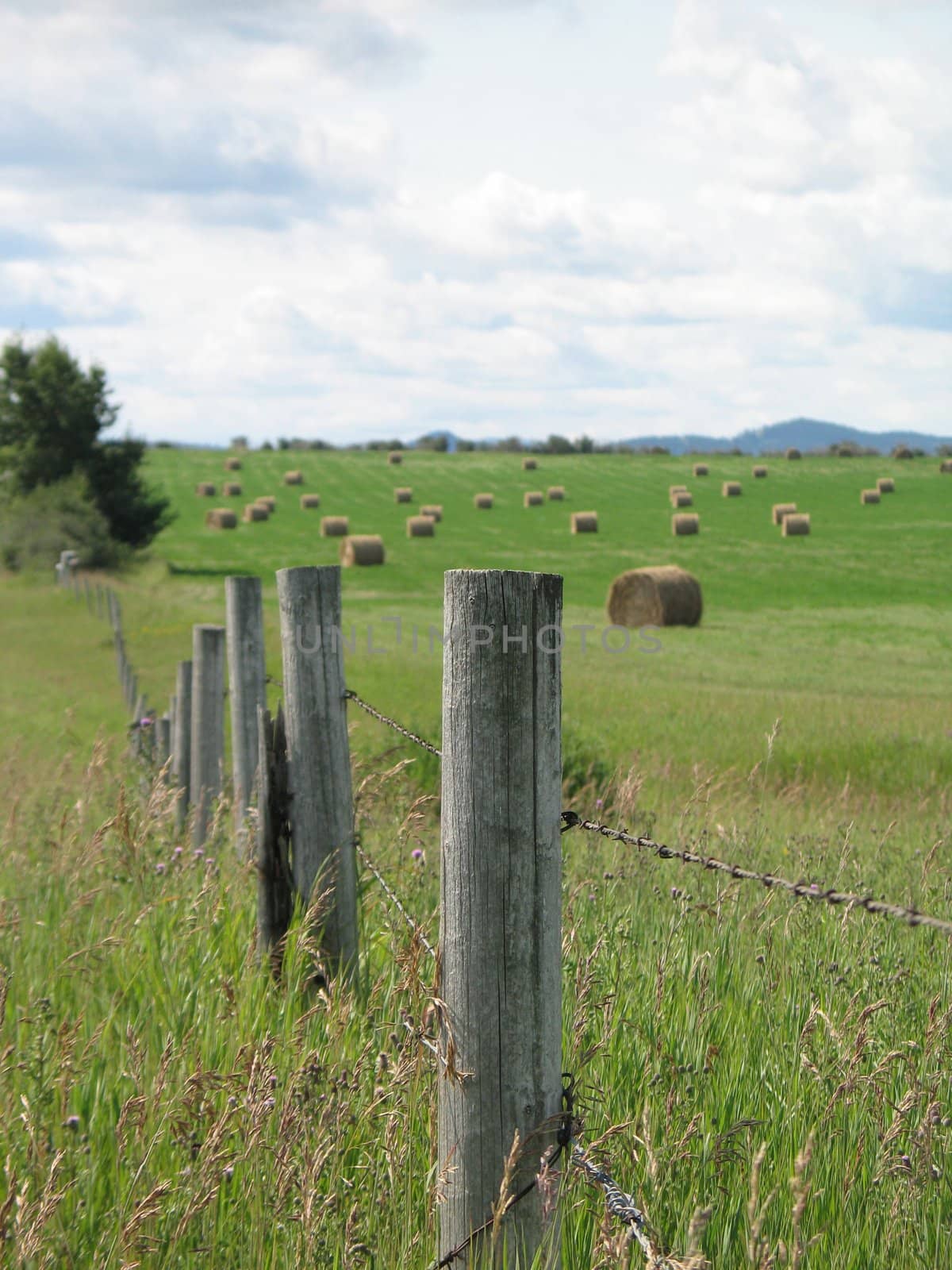 agricultural green field