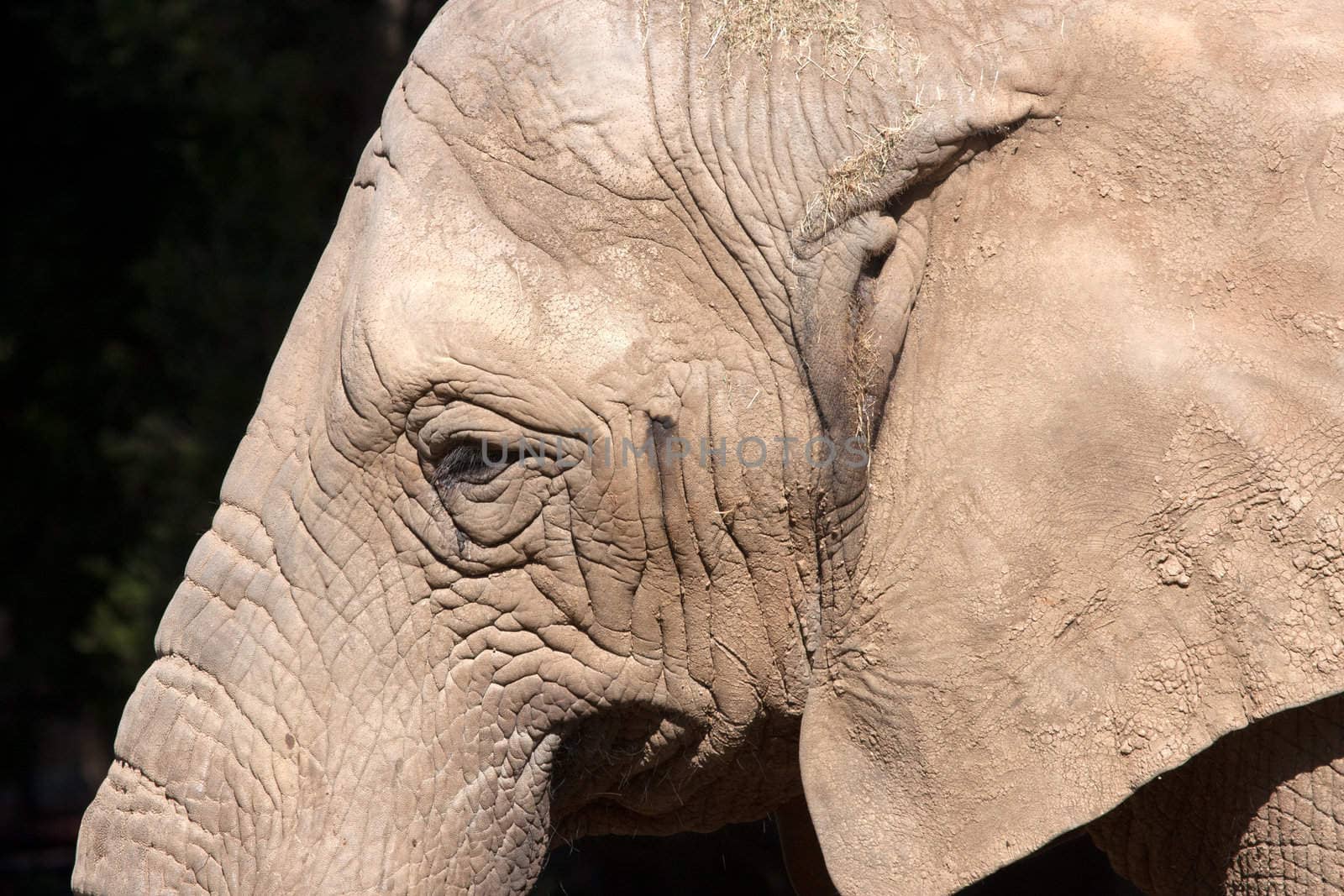 Close up on a n elephant's head