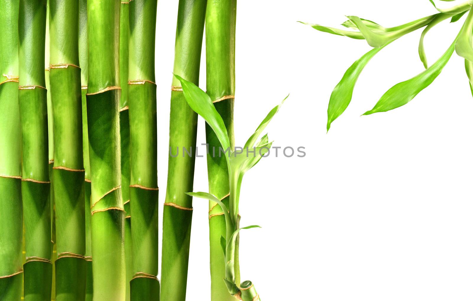 Bamboo shoots stacked side by side