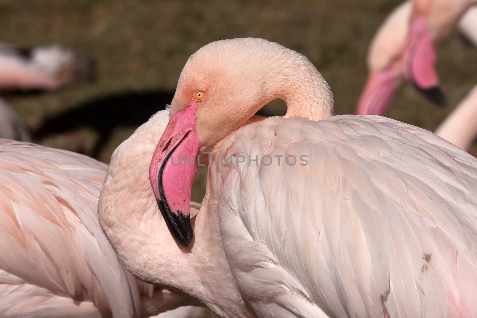 Close up on a flamingo's head
