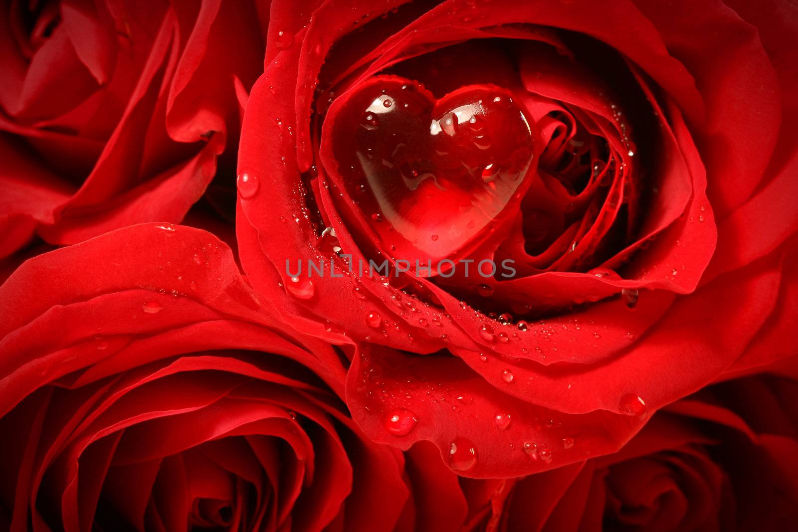 Close-up of a rose with red heart on petal