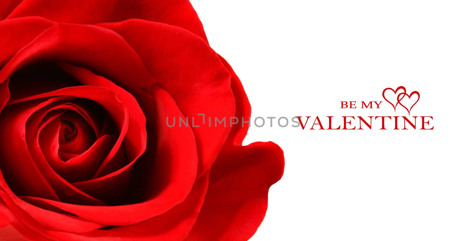 Beautiful red rose isolated on white background