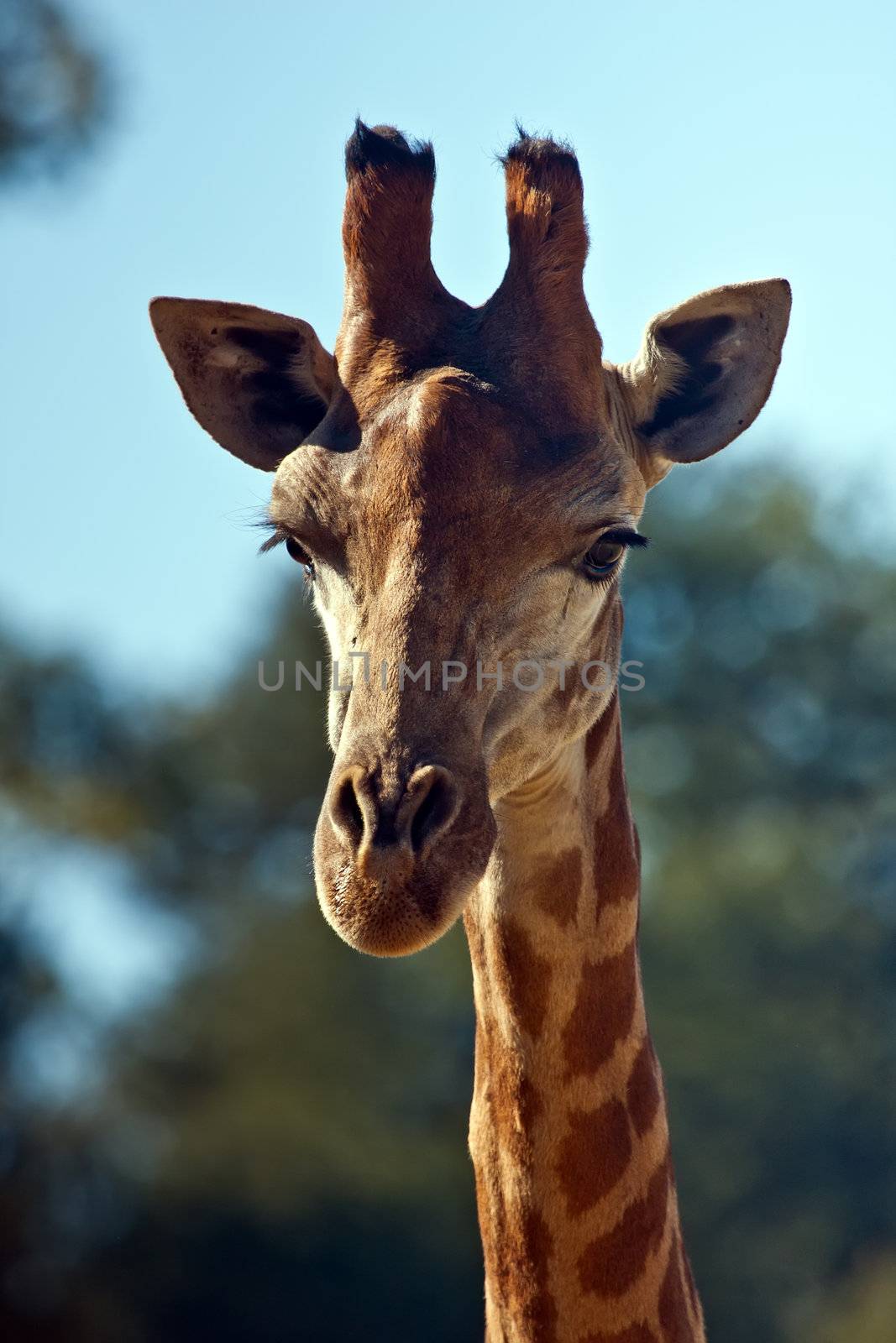 Close up on a giraffe's head