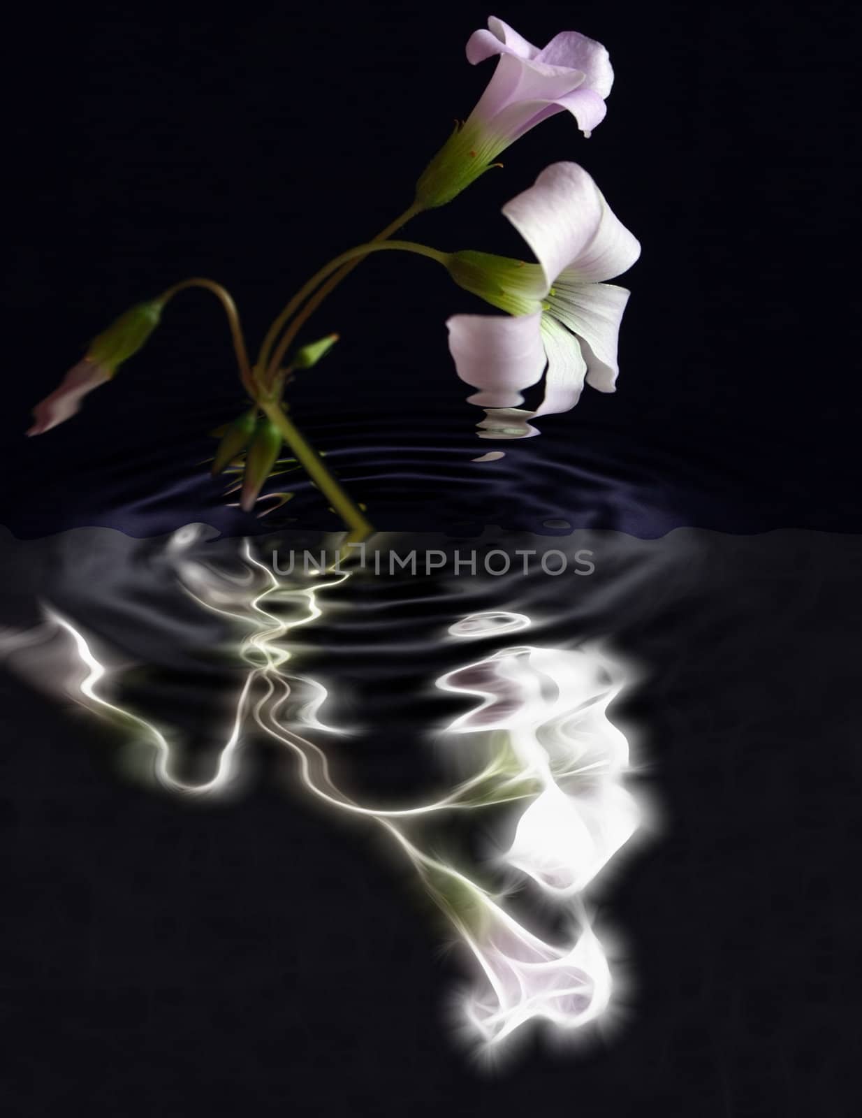 two oxalis flower and sprouts and its abstract reflection